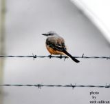 Scissor-tailed Flycatcher