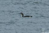 Arctic Loon