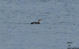 Arctic Loon