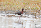 White-faced Ibis