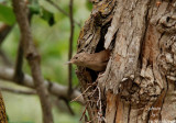 House Wren