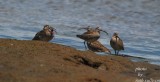 5 Whimbrel