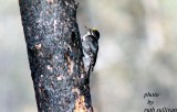 Black-backed Woodpecker(male)