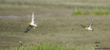 2 Buff-breasted Sandpipers(in flight)
