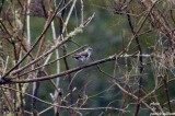 Northern Mockingbird