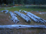Lakeside Logs