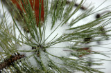 Pine Needles Closer