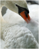 Preening white swan