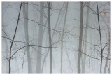 Fog in the woods 2