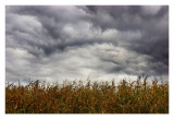 Over the corn field