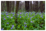 Blossom in the woods