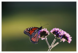Monarch and flowers