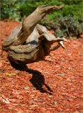 Driftwood