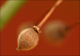 Seed Pod