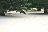 Under the Branches