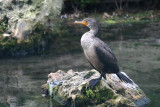 Immature Cormarant