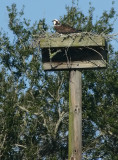 Osprey Platform