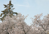 Icy Branches