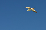 Lone Seagull