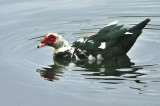 Muscovy Paddle