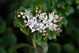Blooming Ground Cover