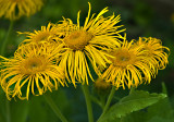 Fringes