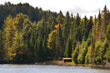Amongst the Pines