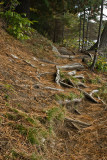 Woodland Trail