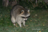 raccoon 0011 10-15-06.jpg