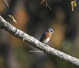 bluebird at Kip 0125 11-5-06.jpg