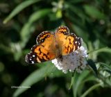 November Painted Lady 0070 11-11-06.jpg