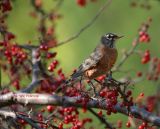 November Robin 0146 11-11-06.jpg