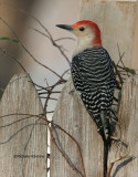 Red Bellied Woodpecker