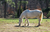 horse Williamsburg 0019 1-3-06.jpg