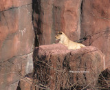 lion female 0247 12-30-06.jpg