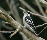 downy woodpecker 0230 12-31-06.jpg