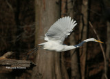 egret taking off 0359 12-30-06.jpg