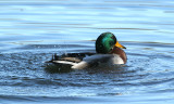 mallard male 0263 1-27-07.jpg