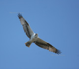 osprey 0082 2-11-07.jpg