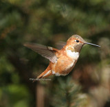 rufous hummingbird 0152 2-17-07.jpg