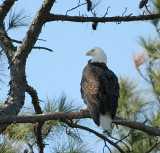 eagle 0013 2-20-07.jpg