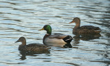 mallards 0191 2-20-07.jpg