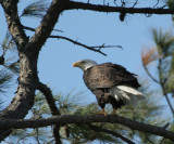 eagle 0097 2-20-07.jpg