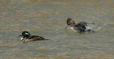 mergansers 0026 2-22-07.jpg