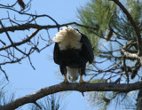 eagle whats up 0359 3-18-07.jpg