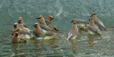 cedar waxwings 0093 4-11-07.jpg