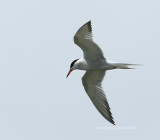 common tern 0122 6-23-07.jpg