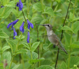 hummingbird juvie male 0197 8-19-07.jpg