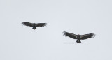 0376 California Condor 9-21-07.jpg