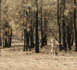 0235 coyote Canyon 9-23-07.jpg